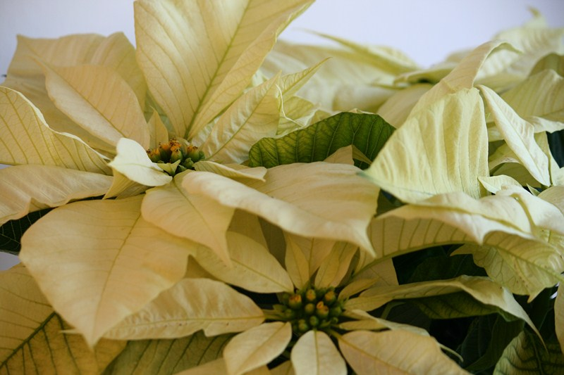 poinsettia_blanca