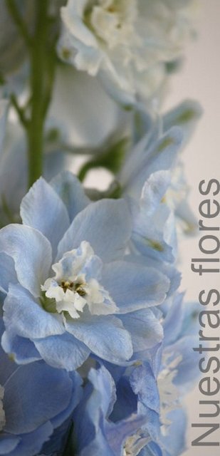 conoce_mejor_las_flores_con_flores_alisma_de_aviles