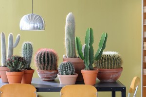flores_alisma_de_aviles_te_recomienda_en_el_mes_de_mayo_los_cactus
