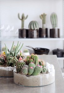 flores_alisma_de_aviles_te_recomienda_en_el_mes_de_junio_los_cactus