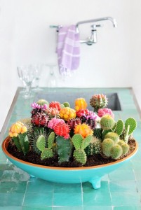 flores_alisma_de_aviles_te_recomienda_en_el_mes_de_junio_los_cactus