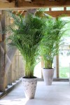 Palmera