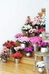 azalea