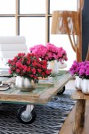 azalea