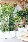 Schefflera