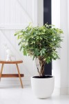 Schefflera.