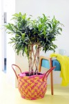 Dracena