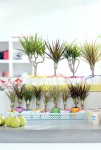 Dracena