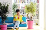 Dracena