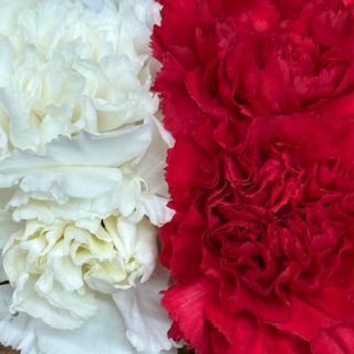 Flores Alisma -  #ff9999