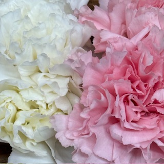 Flores Alisma -  #fcedfe