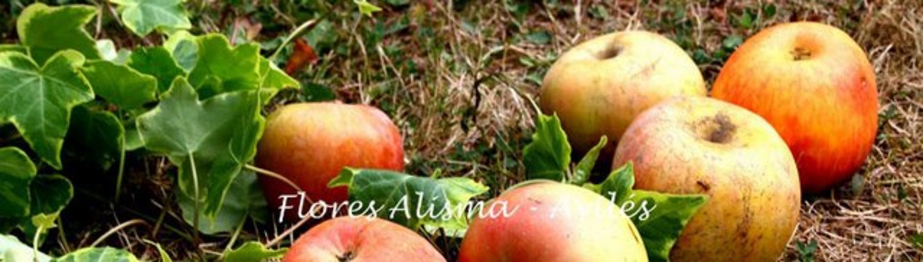 Manzanas Asturianas