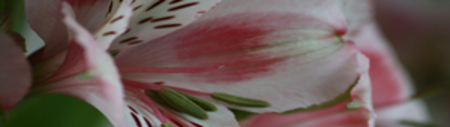 Alstroemeria