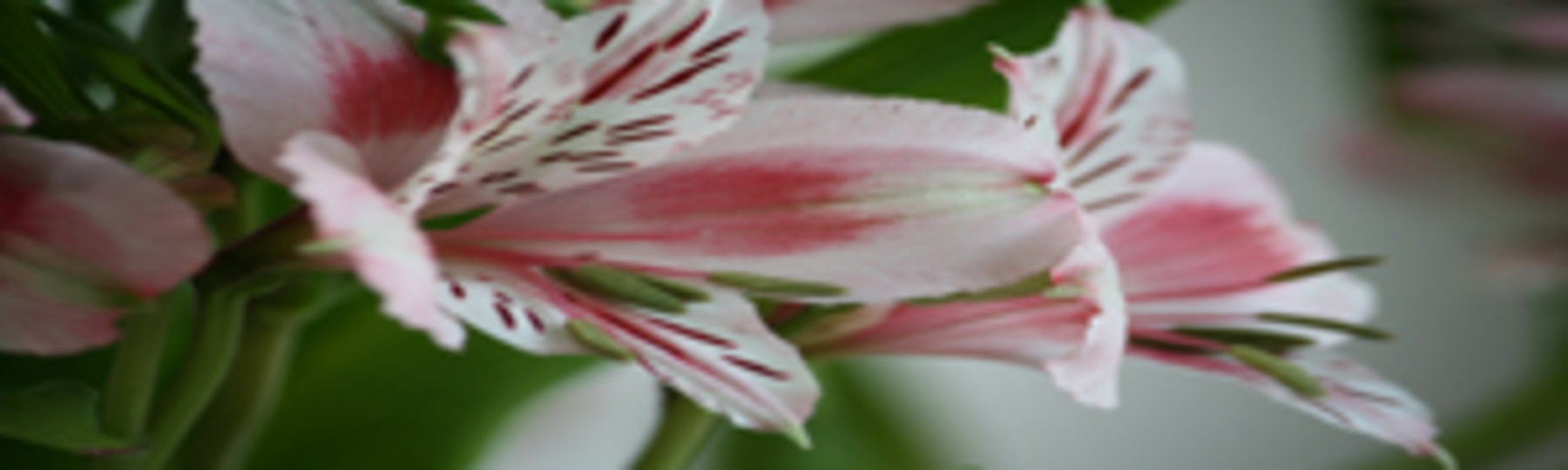 Alstroemeria