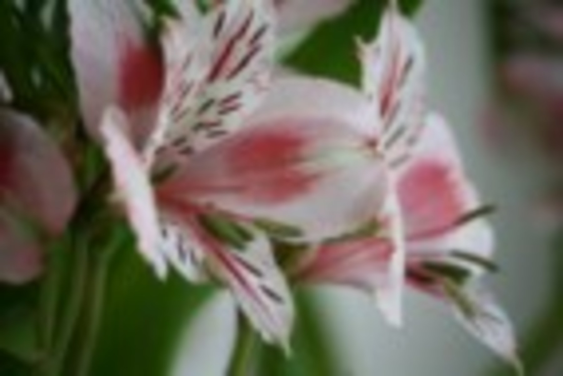 Alstroemeria