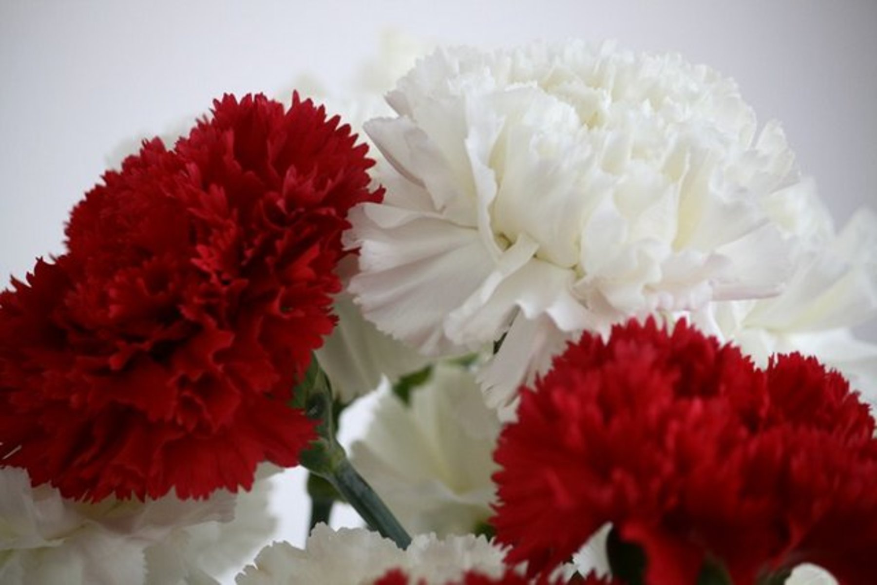 Clavel Dianthus caryophyllus