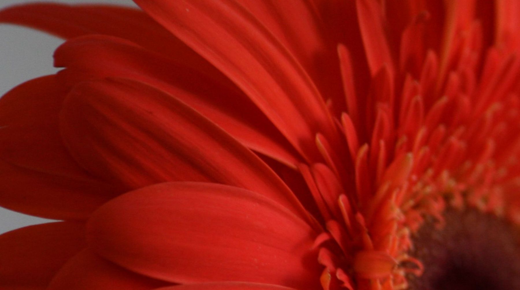 Gerbera Jamesonii