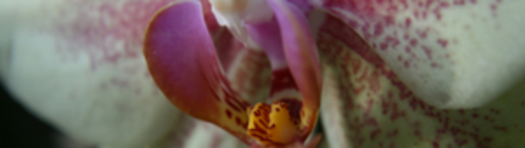 Flores Alisma