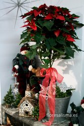 Espaparate con Poinsetias Flores Alisma