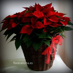 Cestro de Poinsettias