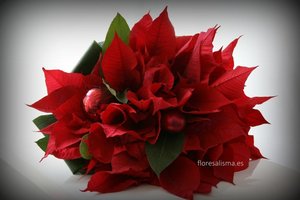 Ramo de novia con Poinsettias