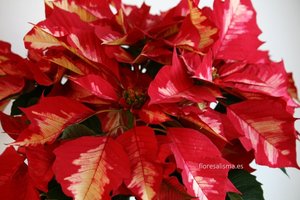 Poinsettia Bicolor