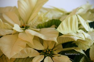 Poinsettia Blanca