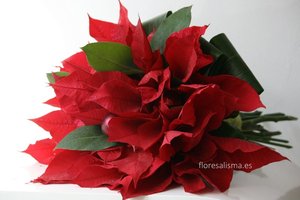 Ramo de novia Poinsettias Flores Alisma