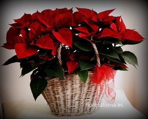 Cesta de Poinsettias