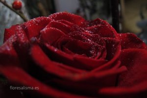 Rosa escarchada