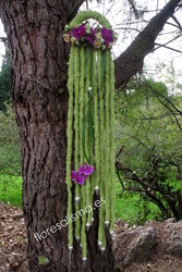 Ramo de novia.  Flores Alisma - Avilés - en estructura de rastas