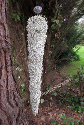 Ramo de novia. Flores Alisma - Avilés - forma de gota de paniculata
