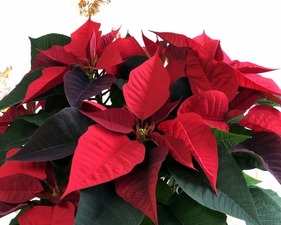 Flor de Pascua,  Poinsettia