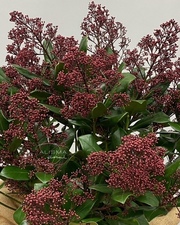 SKIMMIA JAPONICA