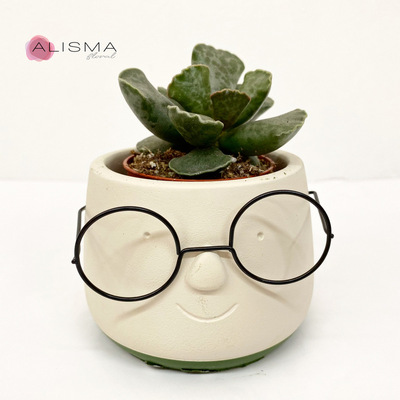 Planta Adromischus Cooperi en maceta 5,5 cm y macetero Manolo con Gafas 