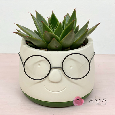 Planta Echeveria Miranda en maceta 8,5 cm y macetero Manolo con Gafas 