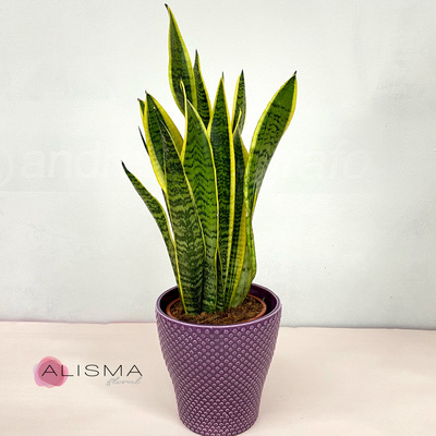 Sansevieria grande con macetero