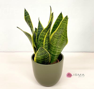 Sansevieria pequeña con macetero