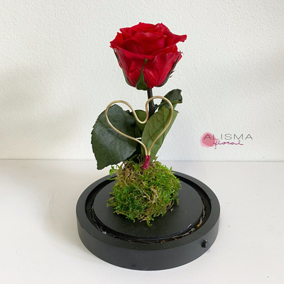 cupula con rosas rojas preservadas