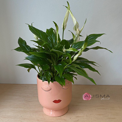 Planta Spathiphyllum en macetero Leidi