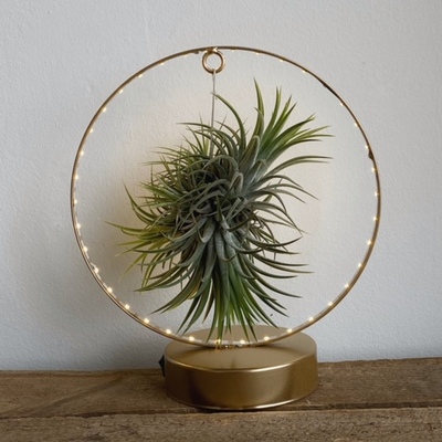 Tillandsia en aro de led