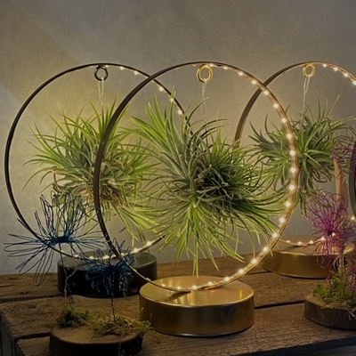 Tillandsia en aro de led