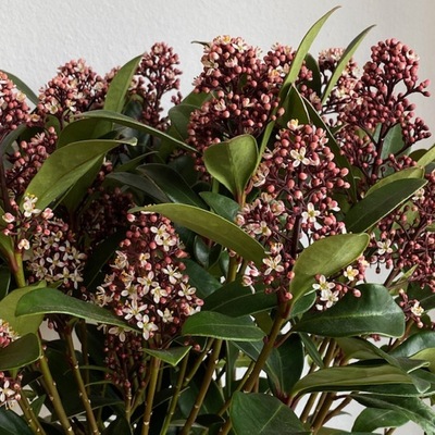 SKIMMIA JAPONICA