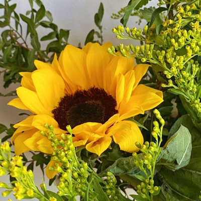 girasoles
