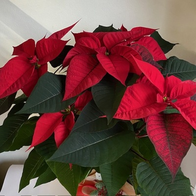 Poinsettia Roja Planta de Navidad