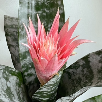  Aechmea fasciata