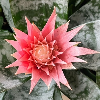  Aechmea fasciata