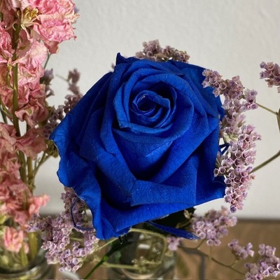 rosa preservada azul