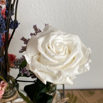rosa preservada blanca