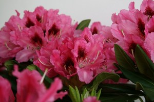 Rododendro 